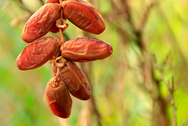 Harga Kurma